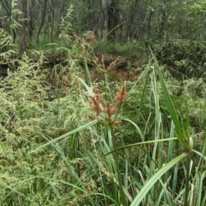 Cyperus lucidus at Lower Cotter Catchment - 10 Dec 2023