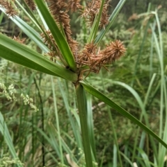 Cyperus lucidus at Lower Cotter Catchment - 10 Dec 2023