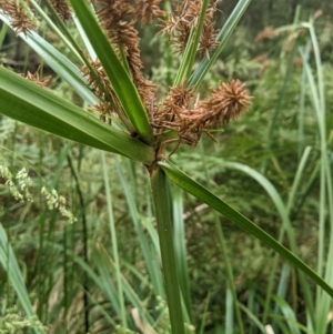 Cyperus lucidus at Lower Cotter Catchment - 10 Dec 2023