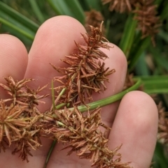 Cyperus lucidus at Lower Cotter Catchment - 10 Dec 2023