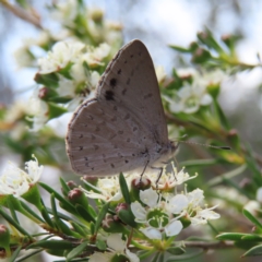 Erina hyacinthina (Varied Dusky-blue) at QPRC LGA - 9 Dec 2023 by MatthewFrawley