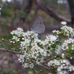 Erina hyacinthina at QPRC LGA - 9 Dec 2023 03:12 PM