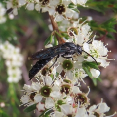 Rhagigaster ephippiger (Smooth flower wasp) at QPRC LGA - 9 Dec 2023 by MatthewFrawley