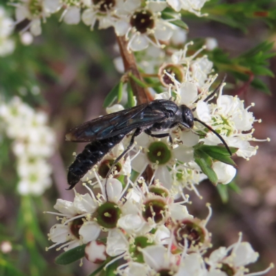 Rhagigaster ephippiger (Smooth flower wasp) at Bombay, NSW - 9 Dec 2023 by MatthewFrawley