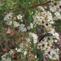 Rhagigaster ephippiger at QPRC LGA - 9 Dec 2023