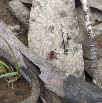 Nicodamidae (family) (Red and Black Spider) at Cotter River, ACT - 9 Dec 2023 by MattM