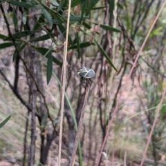 Commius elegans (Cherry Ballart Shield Bug) at Cotter River, ACT - 9 Dec 2023 by MattM