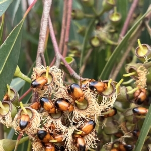 Phyllotocus macleayi at Weetangera, ACT - suppressed