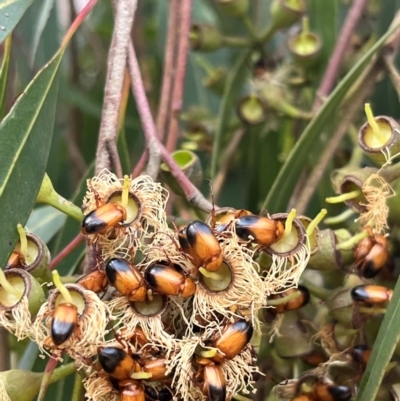 Phyllotocus macleayi (Nectar scarab) at Weetangera, ACT - 10 Dec 2023 by Spar