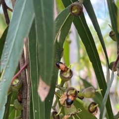 Phyllotocus macleayi at Weetangera, ACT - suppressed