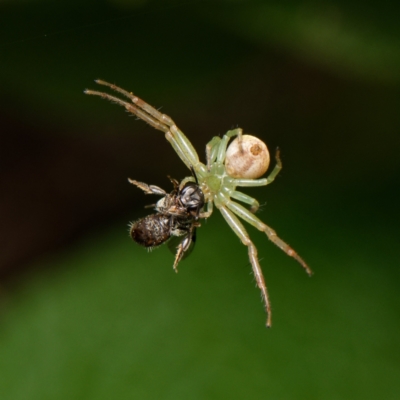 Thomisidae (family) (Unidentified Crab spider or Flower spider) at Downer, ACT - 9 Dec 2023 by RobertD