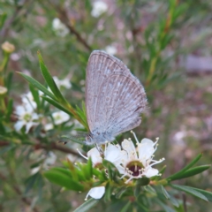 Zizina otis (Common Grass-Blue) at Bombay, NSW - 9 Dec 2023 by MatthewFrawley