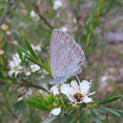 Zizina otis (Common Grass-Blue) at QPRC LGA - 9 Dec 2023 by MatthewFrawley