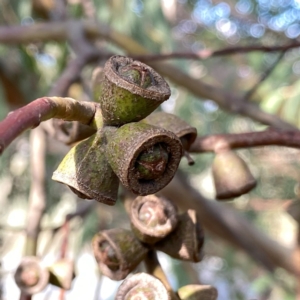 Eucalyptus baeuerlenii at suppressed - 26 Nov 2023