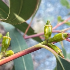 Eucalyptus baeuerlenii at suppressed - 26 Nov 2023