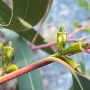 Eucalyptus baeuerlenii at suppressed - suppressed