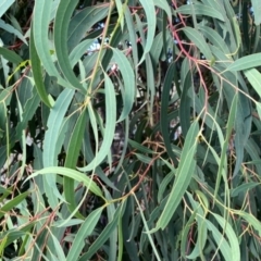 Eucalyptus baeuerlenii at suppressed - suppressed