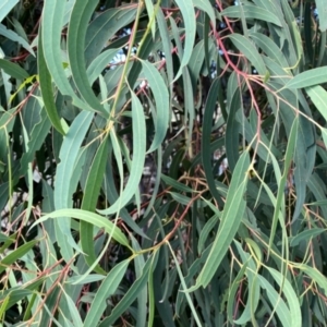 Eucalyptus baeuerlenii at suppressed - 26 Nov 2023