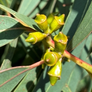 Eucalyptus baeuerlenii at suppressed - suppressed