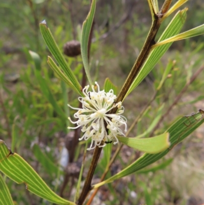 Hakea dactyloides (Finger Hakea) at Bombay, NSW - 9 Dec 2023 by MatthewFrawley