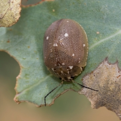 Paropsis aegrota (Eucalyptus Tortoise Beetle) at Fraser, ACT - 14 Feb 2023 by AlisonMilton