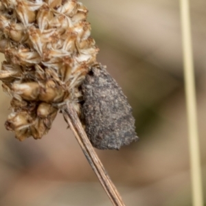 Cryptocephalinae (sub-family) at Fraser, ACT - 14 Feb 2023 11:54 AM