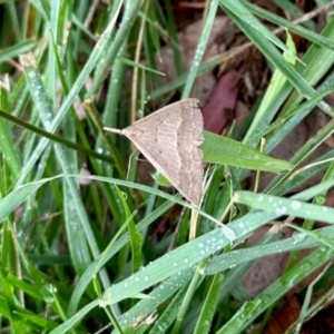 Epidesmia hypenaria at Aranda, ACT - 9 Dec 2023