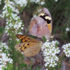 Heteronympha merope (Common Brown Butterfly) at Bombay, NSW - 9 Dec 2023 by MatthewFrawley