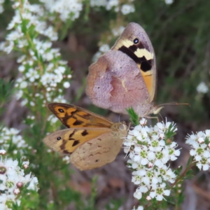 Heteronympha merope at QPRC LGA - 9 Dec 2023