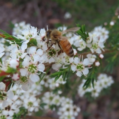 Apis mellifera (European honey bee) at Bombay, NSW - 9 Dec 2023 by MatthewFrawley
