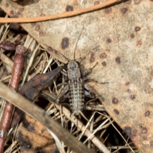 Grylloidea (superfamily) at Fraser, ACT - 14 Feb 2023 12:09 PM