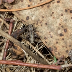 Grylloidea (superfamily) at Fraser, ACT - 14 Feb 2023 12:09 PM