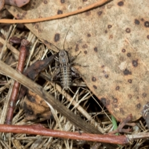 Grylloidea (superfamily) at Fraser, ACT - 14 Feb 2023 12:09 PM