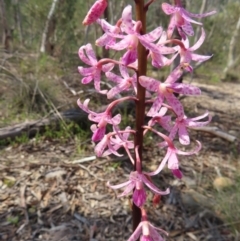 Dipodium roseum (Rosy Hyacinth Orchid) at QPRC LGA - 9 Dec 2023 by MatthewFrawley