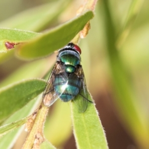 Chrysomya sp. (genus) at Fraser, ACT - 14 Feb 2023