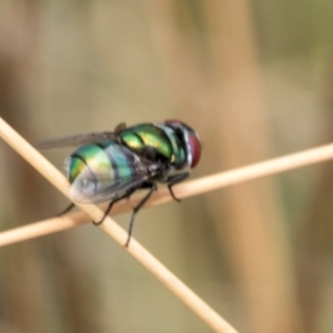 Chrysomya sp. (genus) at Fraser, ACT - 14 Feb 2023 11:52 AM