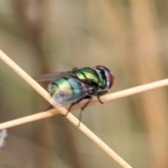 Chrysomya sp. (genus) at Fraser, ACT - 14 Feb 2023