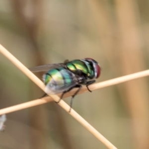 Chrysomya sp. (genus) at Fraser, ACT - 14 Feb 2023