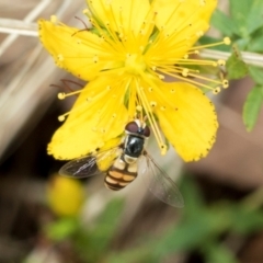 Simosyrphus grandicornis (Common hover fly) at Fraser, ACT - 14 Feb 2023 by AlisonMilton