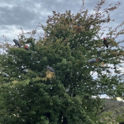 Callocephalon fimbriatum (Gang-gang Cockatoo) at Mount Painter - 8 Dec 2023 by Spar