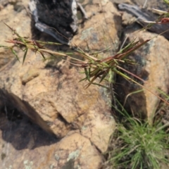 Cymbopogon refractus (Barbed-wire Grass) at Bombay, NSW - 9 Dec 2023 by MatthewFrawley