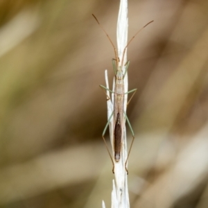 Mutusca brevicornis at Fraser, ACT - 14 Feb 2023