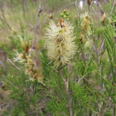 Melaleuca armillaris (Bracelet Honey Myrtle) at QPRC LGA - 9 Dec 2023 by MatthewFrawley