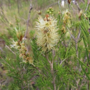 Melaleuca armillaris at QPRC LGA - 9 Dec 2023