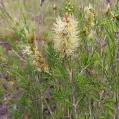 Melaleuca armillaris at QPRC LGA - 9 Dec 2023