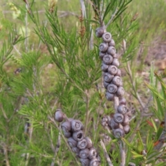 Melaleuca armillaris at QPRC LGA - 9 Dec 2023