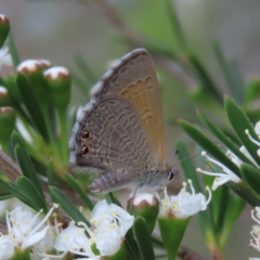 Nacaduba biocellata (Two-spotted Line-Blue) at QPRC LGA - 9 Dec 2023 by MatthewFrawley