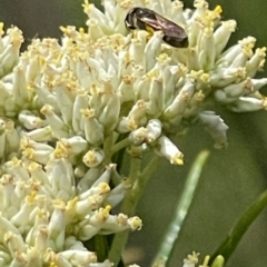 Apiformes (informal group) (Unidentified bee) at Red Hill NR (RED) - 10 Dec 2023 by JamonSmallgoods