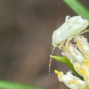 Miridae (family) at Red Hill NR (RED) - 10 Dec 2023 01:55 PM