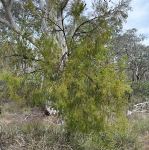 Exocarpos cupressiformis at Cook, ACT - 10 Dec 2023